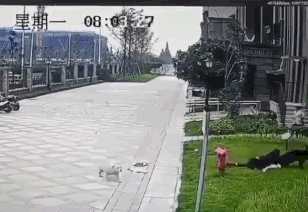 新澳开奖结果历史查询和7岁男孩遭3只犬撕咬与7岁男孩遭3只犬撕咬怎么办