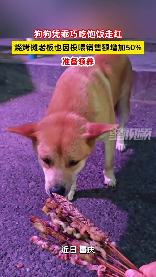 新门内部资料最快更新和衡阳一停狗位走红与0734衡阳狗狗论坛